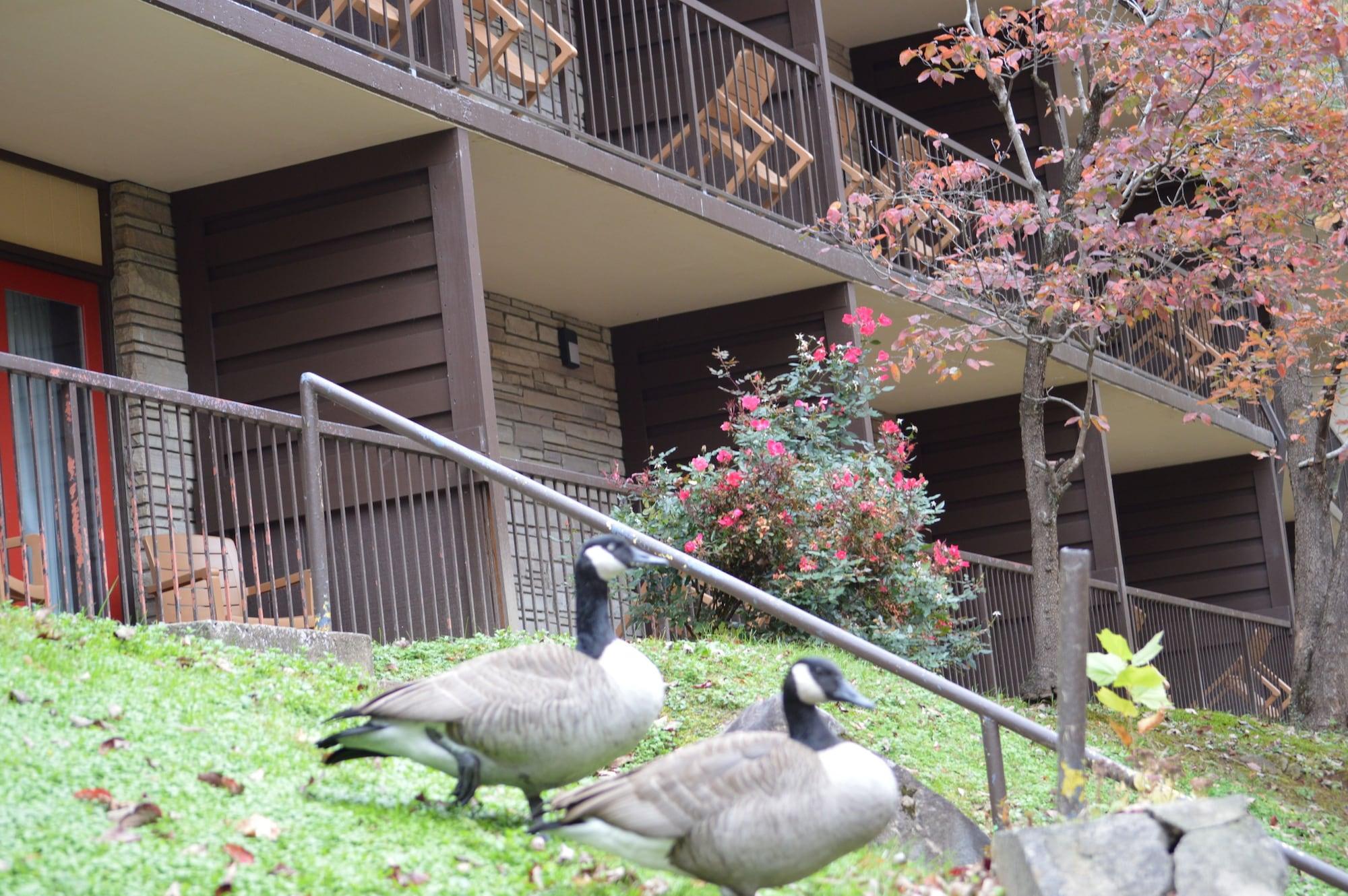 Econo Lodge Inn & Suites On The River Gatlinburg Extérieur photo